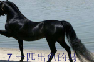 [课件]7.一匹出色的马