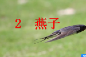 [课件]2  燕子